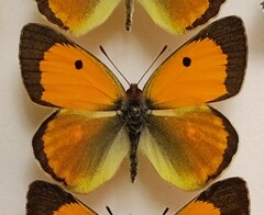 Colias myrmidone