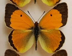 Colias myrmidone