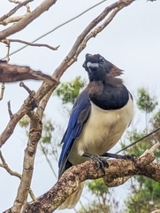 Cyanocorax cristatellus