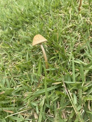Agrocybe retigera