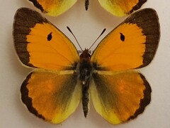 Colias myrmidone