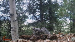 Sciurus aberti barberi