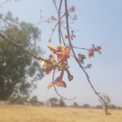 Gmelina arborea