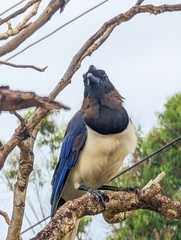 Cyanocorax cristatellus