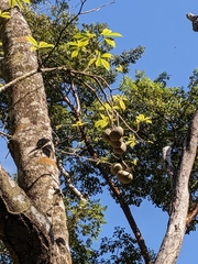 Tabernaemontana donnell-smithii