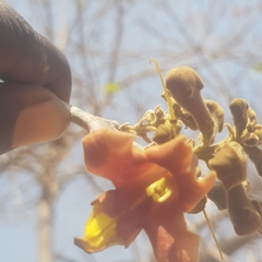 Gmelina arborea