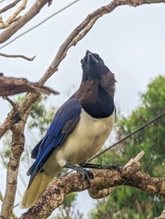 Cyanocorax cristatellus