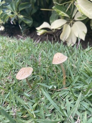 Agrocybe retigera