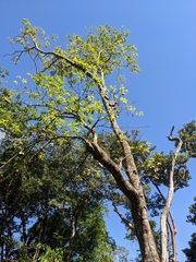 Tabernaemontana donnell-smithii