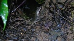 Anolis oxylophus