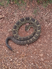 Crotalus durissus