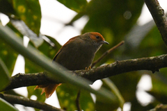 Cranioleuca erythrops