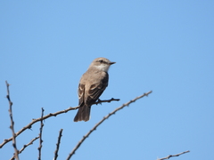 Pyrocephalus rubinus