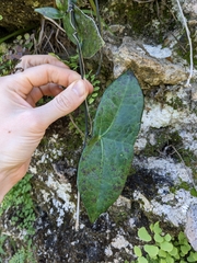Passiflora sexocellata