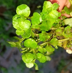 Chrysosplenium americanum