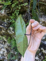 Passiflora sexocellata