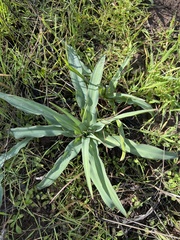 Chlorogalum pomeridianum