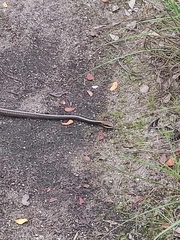 Chironius flavolineatus