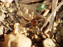 Enoplognatha mandibularis