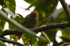 Cranioleuca erythrops