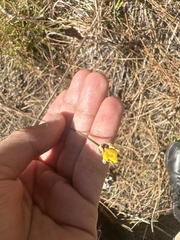 Xyris elliottii