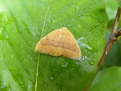 Watsonalla cultraria