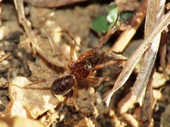 Enoplognatha mandibularis