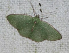 Eucyclodes metaspila