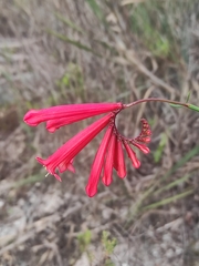 Spigelia