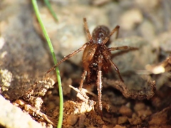 Enoplognatha mandibularis
