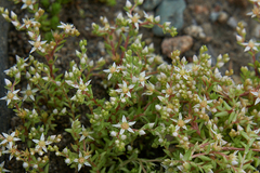 Sedum gracile