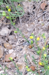 Thamnosma texana