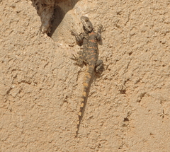 Laudakia vulgaris