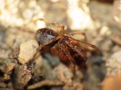 Enoplognatha mandibularis