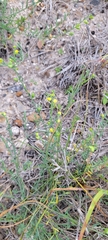 Thamnosma texana