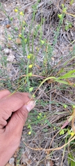 Thamnosma texana