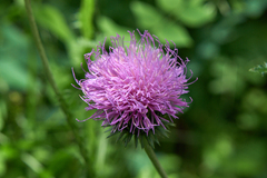 Carduus adpressus