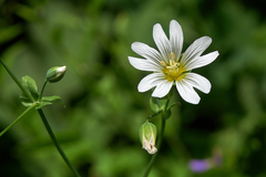 Cerastium davuricum