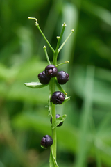Cardamine bulbifera