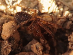 Enoplognatha mandibularis