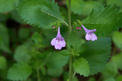 Clinopodium grandiflorum