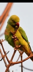 Psittacula krameri