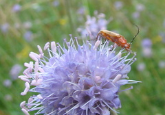Rhagonycha fulva