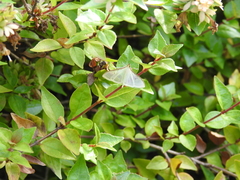 Diaphania costata