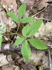 Panax trifolius