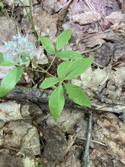 Panax trifolius