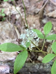 Panax trifolius