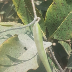 Leptadenia lanceolata