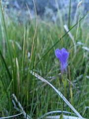 Gentianopsis simplex