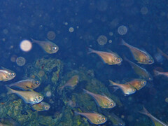 Pempheris vanicolensis